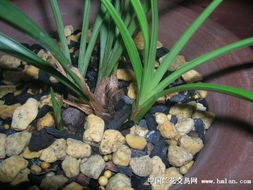 融皮种养春兰与石斛 附生种植的技巧与关键