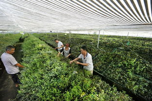 湖南桂阳 中药材产业铺就脱贫致富路，石斛种植成“黄金产业”