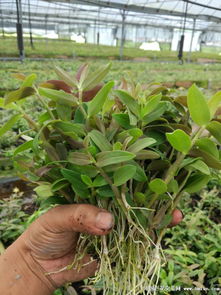 最全石斛种植图文病虫害防治指南 病害篇