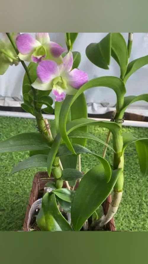 夏日水蜜桃与石斛兰的吟唱 你开花了吗？