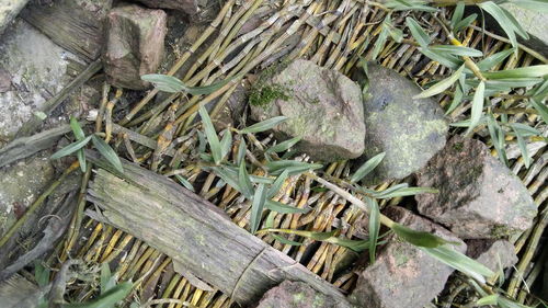 盆栽石斛的种植技巧