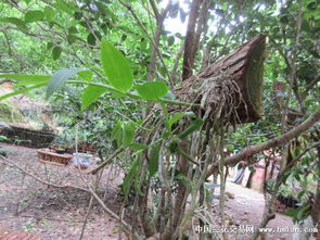 纯天然种植石斛长势良好，多图展示绿色生机