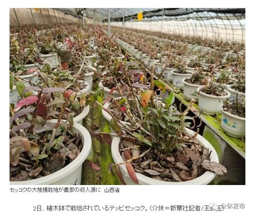 介休种植铁皮石斛引日本最大新闻网站关注，推动中药材国际化浪潮