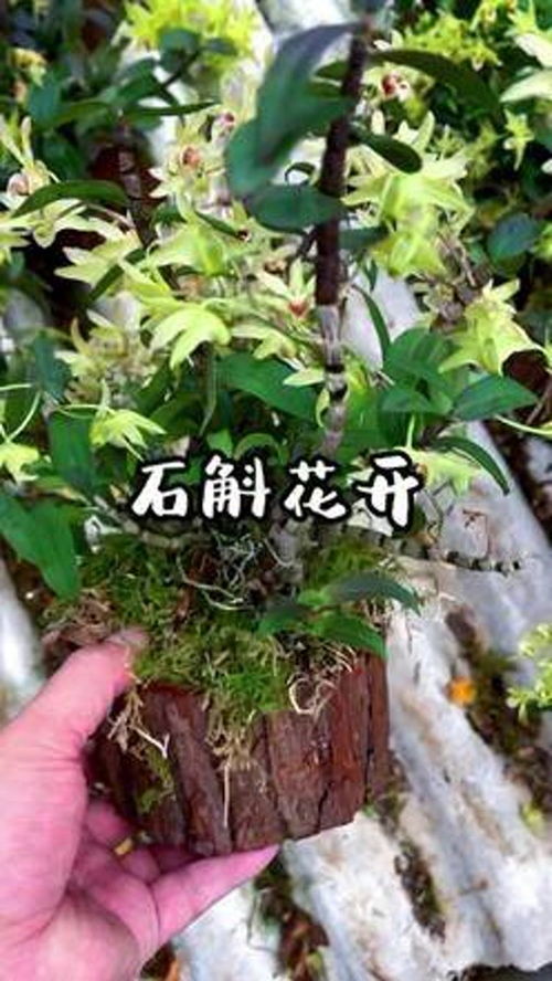 石斛开花，它来了——铁皮石斛树上种植的极致之美
