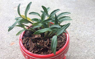自己在家种植霍山石斛，轻松掌握的方法与养护要点