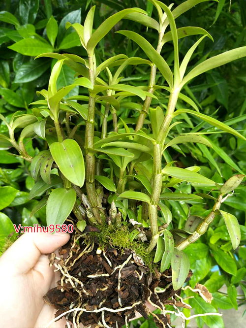 霍山铁皮石斛种植主要虫害防治技术
