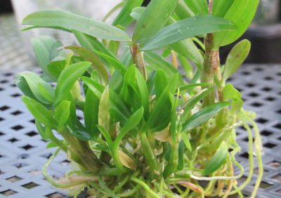 重庆地区铁皮石斛一亩种植成本详解及其经济效益分析