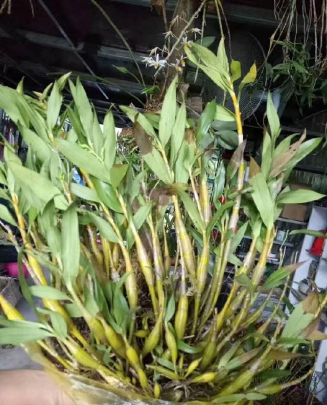 铁皮石斛种植与采摘经验