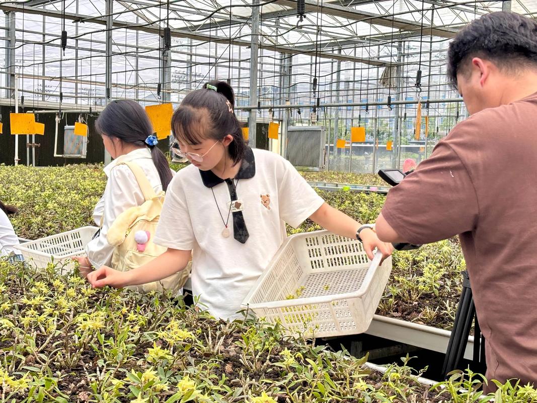 #把课堂搬到户外 研学小课堂之走进铁皮石斛种植基地
