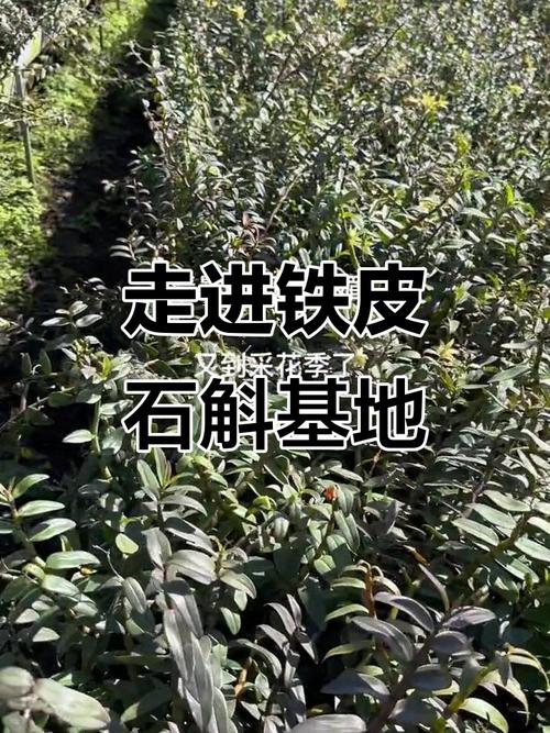 探访铁皮石斛种植基地,了解中药材的成长过程