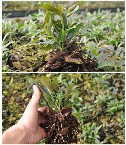 宁波新店开业｜有机铁皮石斛鲜条基地直销，铁皮保证，价格优惠