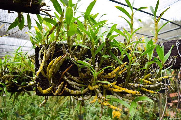 铁皮石斛种植新手必看 掌握这些方法，在家也能种出健康石斛