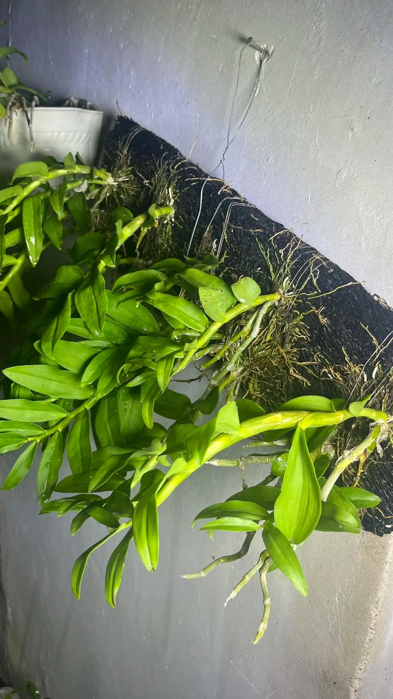 生机勃勃的绿色财富 石斛种植入门指南